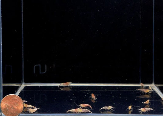 Red Tiger Shrimp