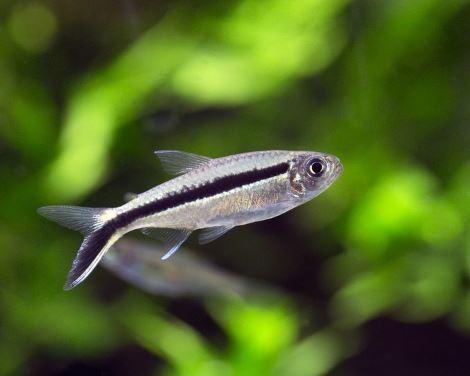 Penguin Tetra
