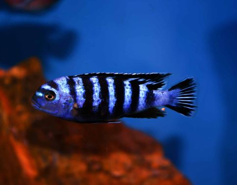 Demasoni Cichlid 1"