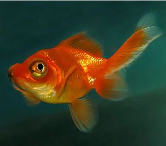 Red Butterfly Tail Goldfish - 2-2.5"
