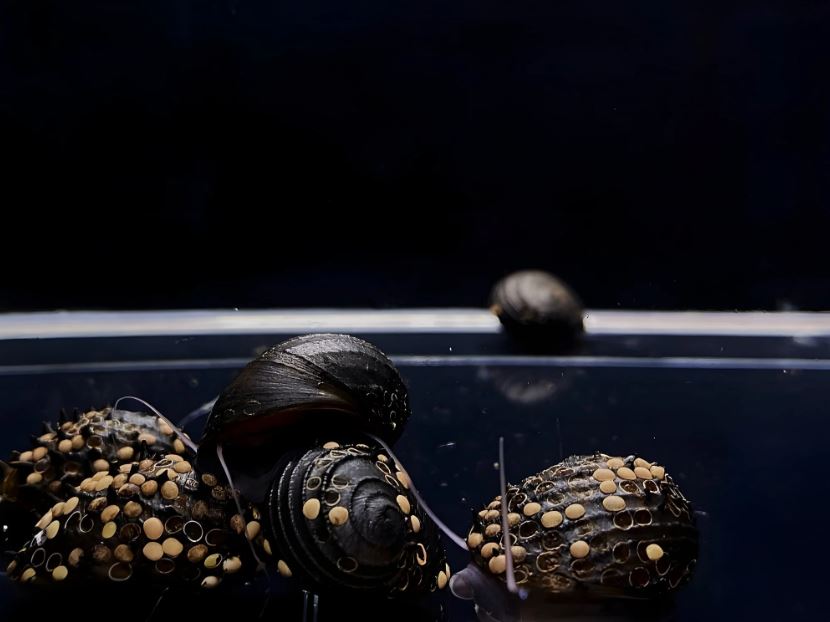 Assorted King Koopa Nerite Snail