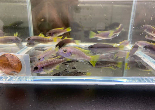 Acei Cichlid