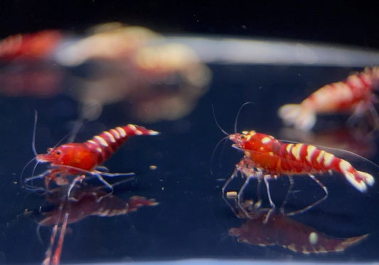 Pinto Red Spotted Shrimp