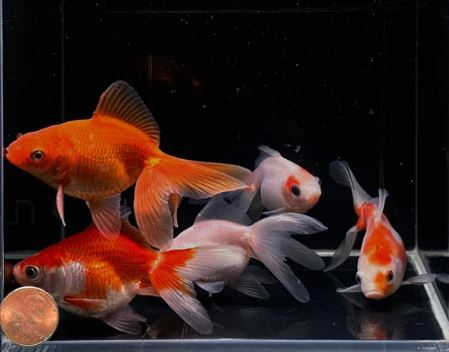 Assorted Ryukin Goldfish 3"