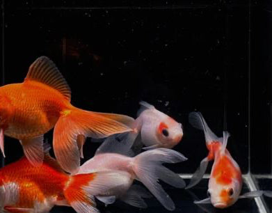 2 Assorted Ryukin Goldfish 3"