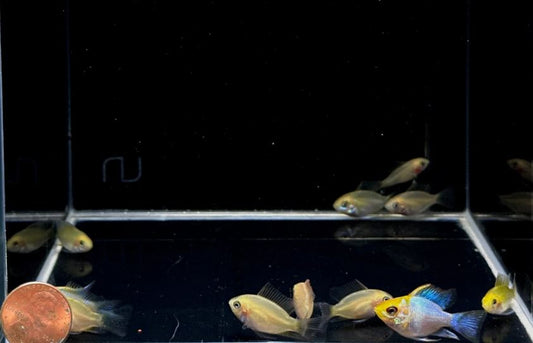 Golden Electric Balloon Ram