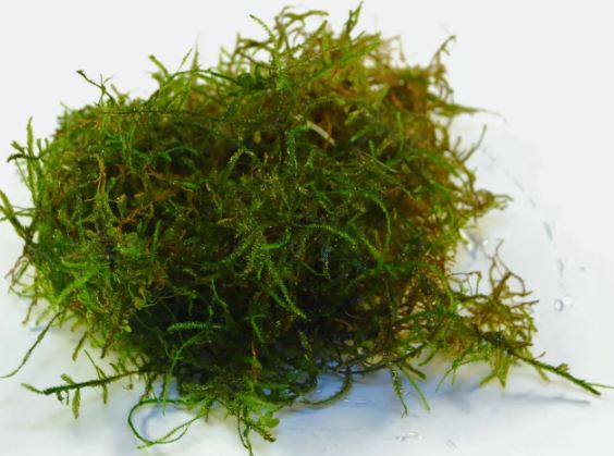 JAVA MOSS VASICULARIA DUBYANA