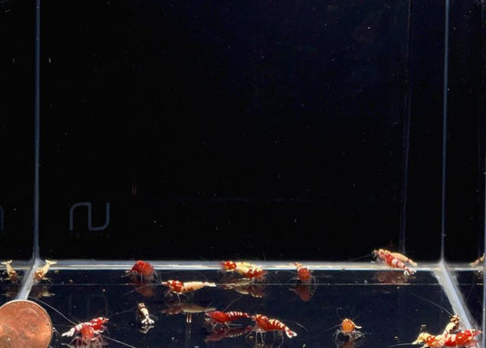 Pinto Red Spotted Shrimp