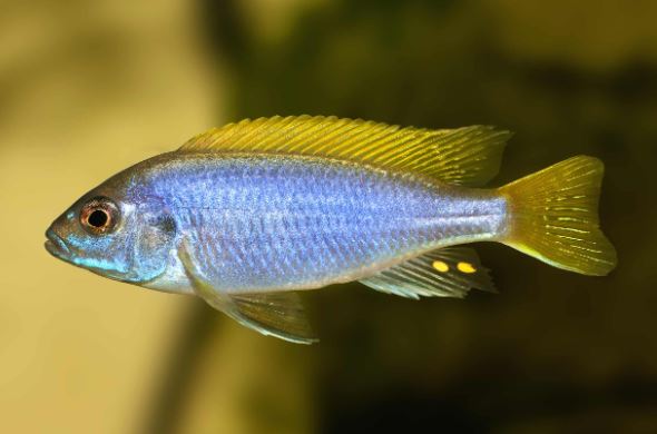 Acei Cichlid