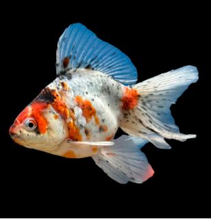 Assorted Ryukin Goldfish 3"