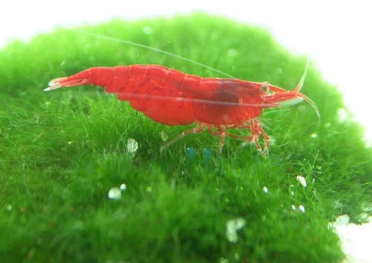 Red Cherry Shrimp