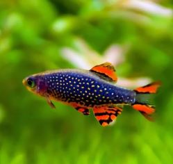 Galaxy Rasbora / Celestial Pearl Danio (Size Small)