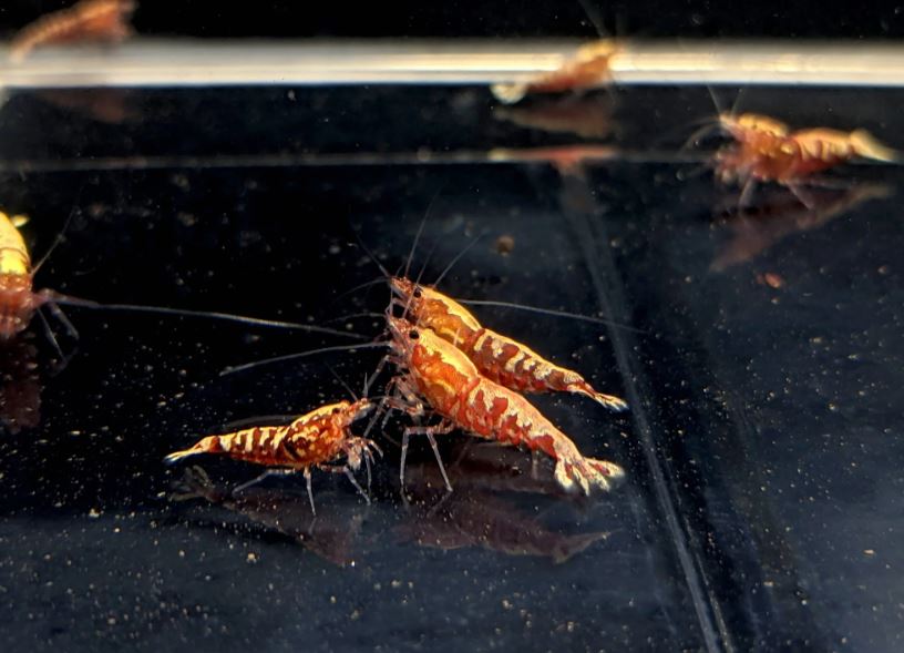Pinto Galaxy Fishbone Red Shrimp (Grade A)