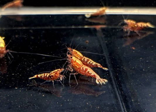 Pinto Galaxy Fishbone Red Shrimp (Grade A)