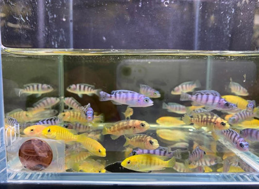 Assorted Mbuna