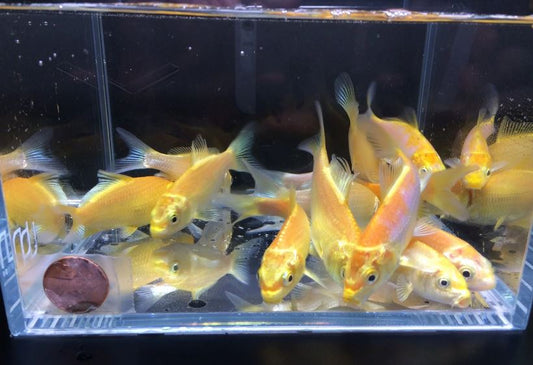 Gold Ogon Koi 3"