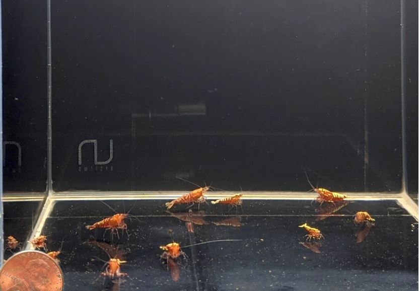 Pinto Galaxy Fishbone Red Shrimp (Grade A)