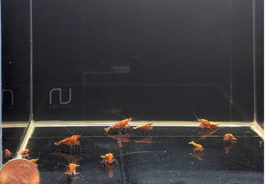 Pinto Galaxy Fishbone Red Shrimp (Grade A)