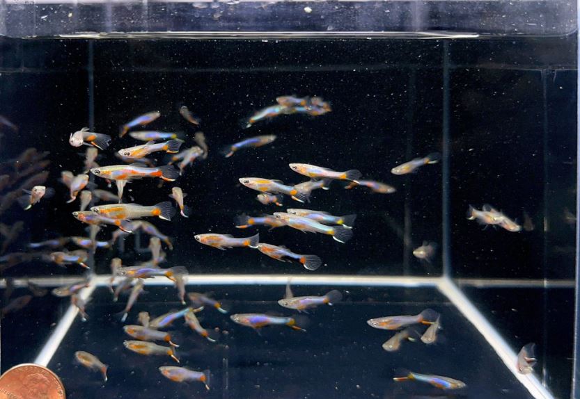 French Blue Star Endler - Male