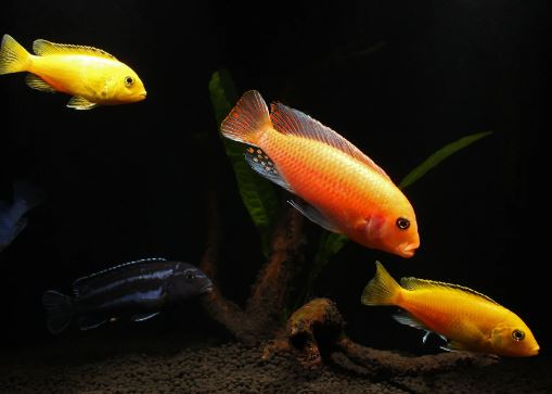 Assorted Mbuna