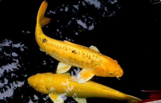Gold Ogon Koi 3"