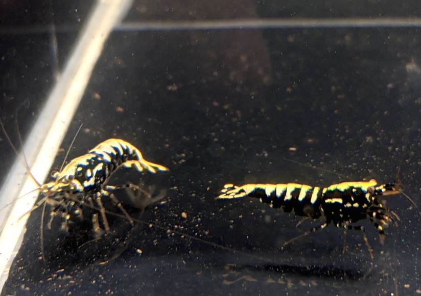 Pinto Galaxy Fishbone Black Shrimp (Grade A)