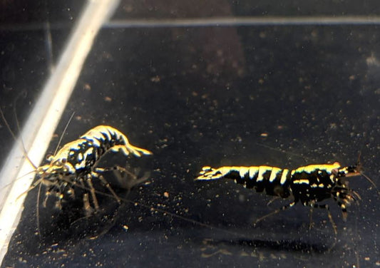 Pinto Galaxy Fishbone Black Shrimp (Grade A)