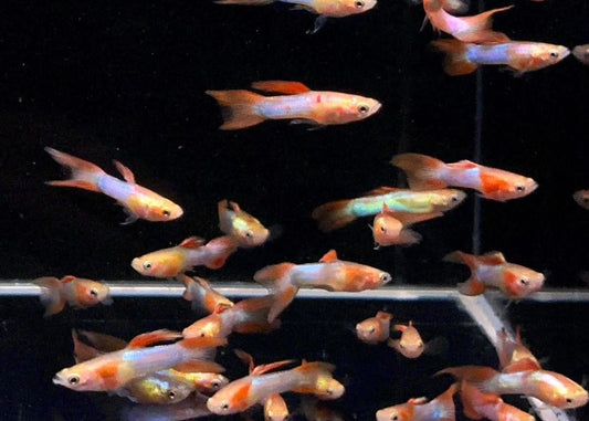 Japan Blue Double Sword Guppy Males