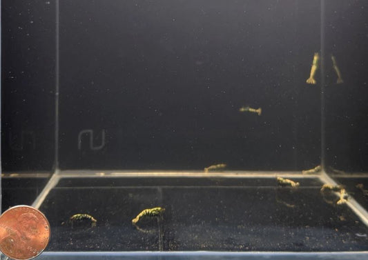 Pinto Galaxy Fishbone Black Shrimp (Grade A)