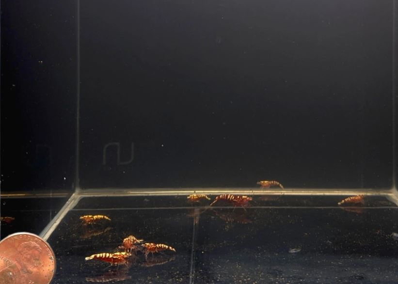 Pinto Galaxy Zebra Red Shrimp (Grade A)