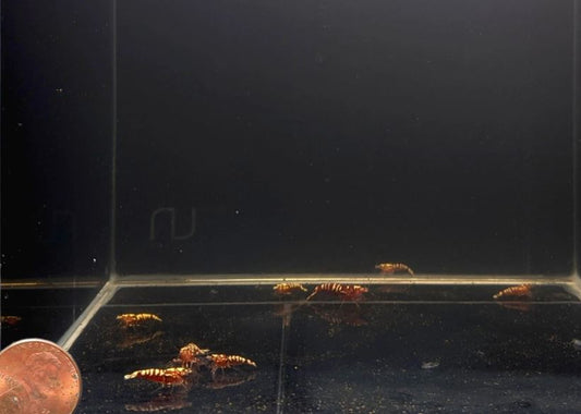 Pinto Galaxy Zebra Red Shrimp (Grade A)