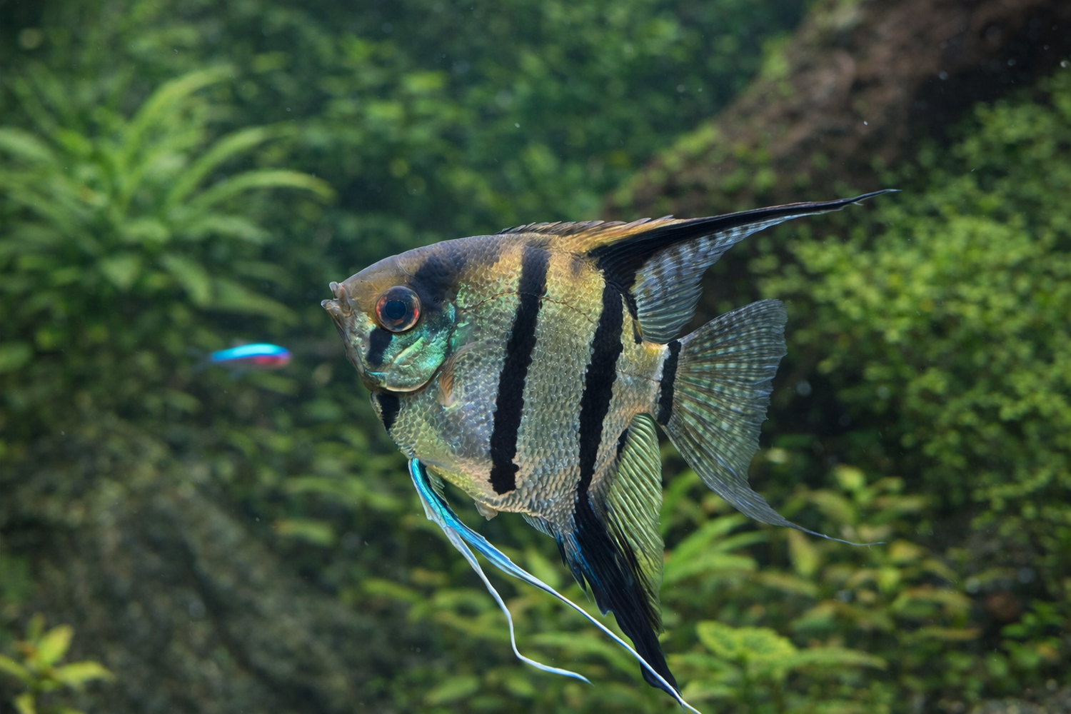 Angelfish