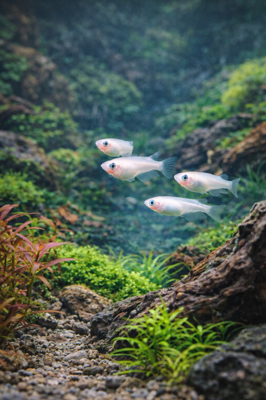 Ricefish