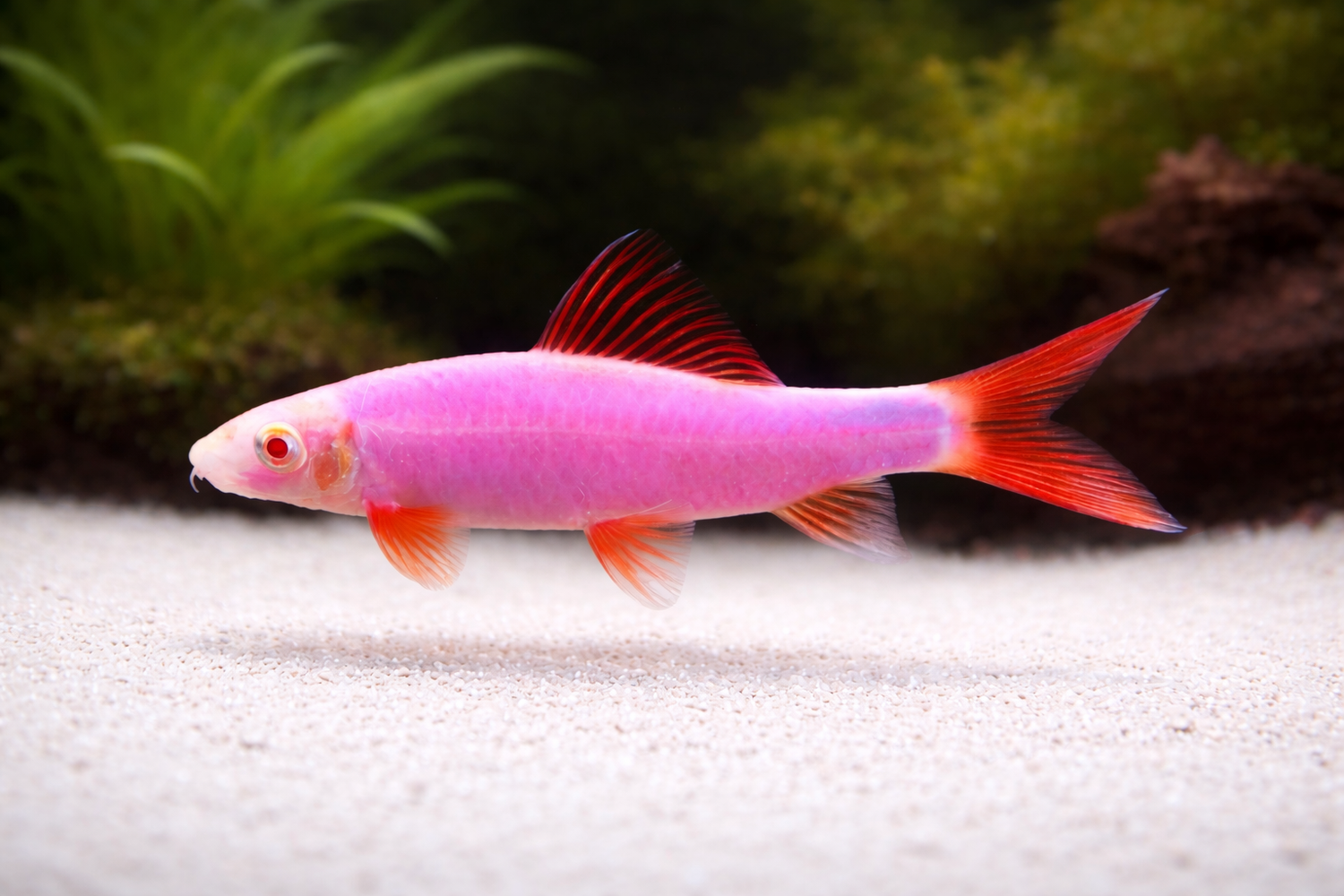 GloFish