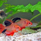 Longfin Serpae Tetra
