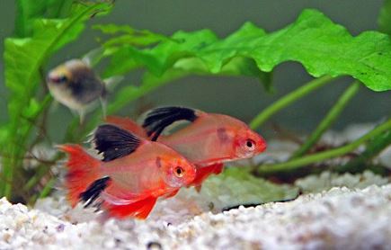 Longfin Serpae Tetra