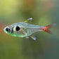 Gold Phantom Tetra