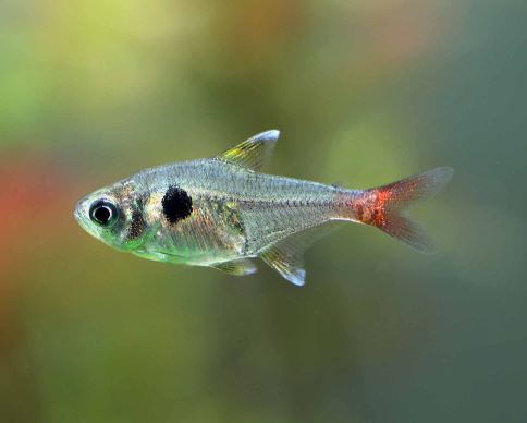 Gold Phantom Tetra