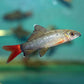 Redtail Shark (S)