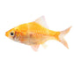 Albino Tiger Barb