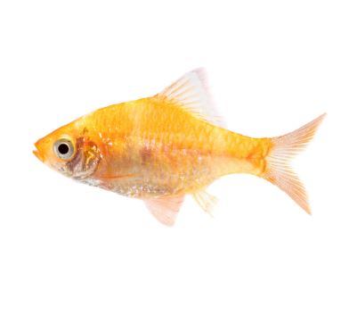 Albino Tiger Barb