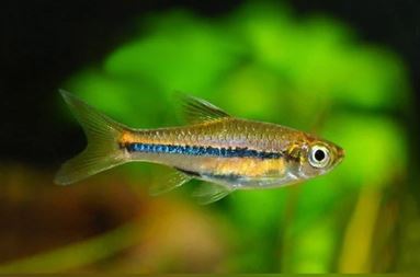 Brilliant Rasbora