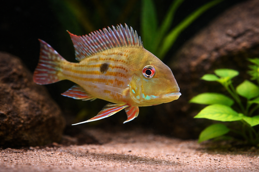 2 Geophagus surinamensis 1.5-2.5”