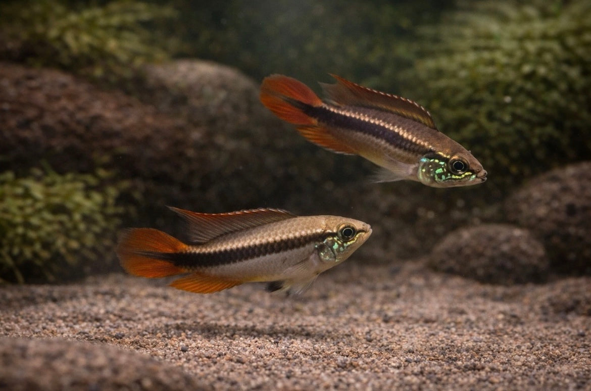 2 Apistogramma Agassizii Super Red