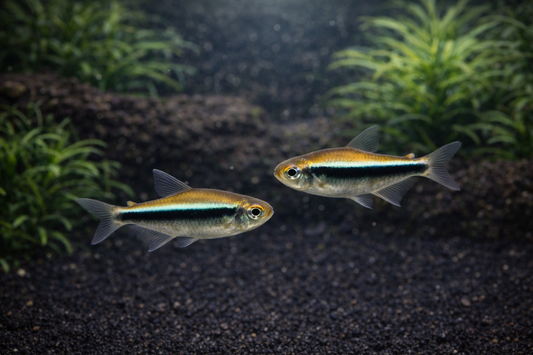 10 Black Neon Tetra