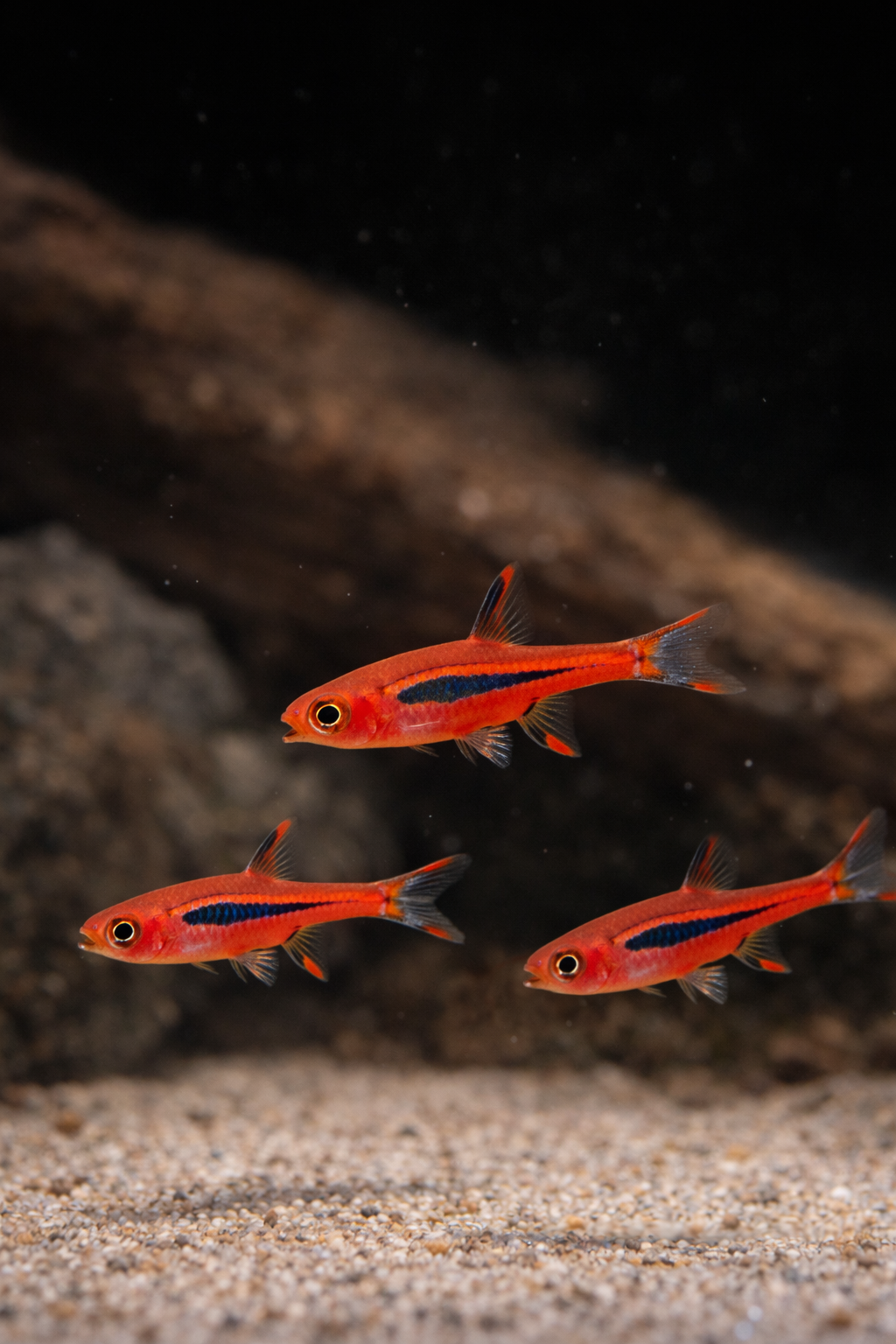8 Chili Rasbora