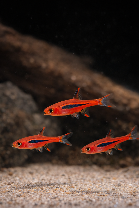 8 Chili Rasbora