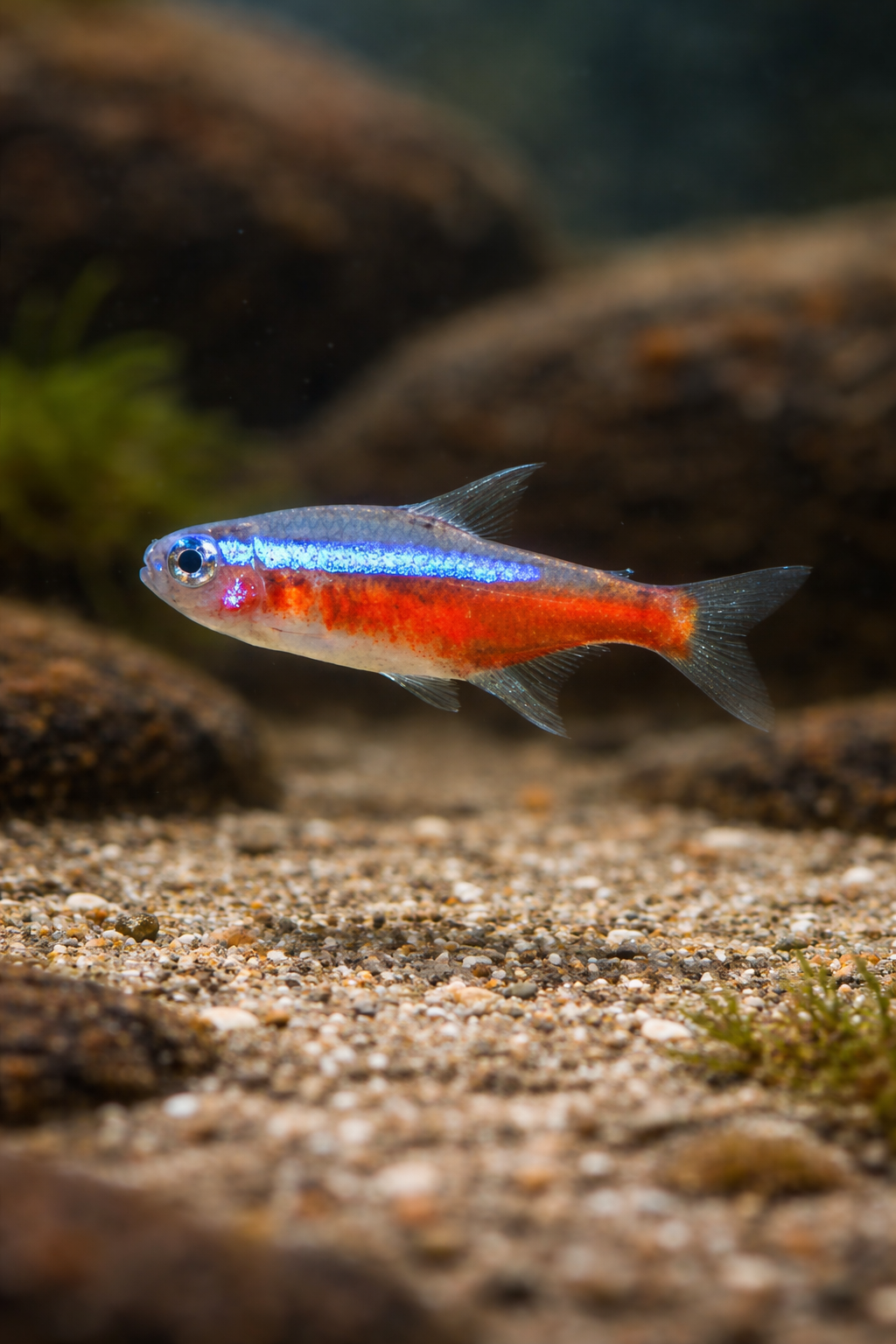 10 Neon Tetra (Size M/L)