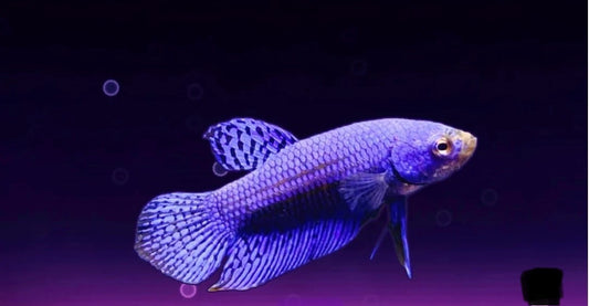 Alien Blue Betta