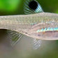 10 Emerald Eye Rasbora